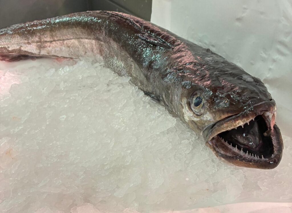 Merluza de anzuelo