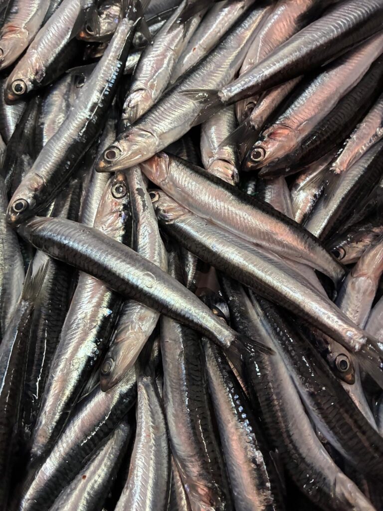 Anchoa Boqueron