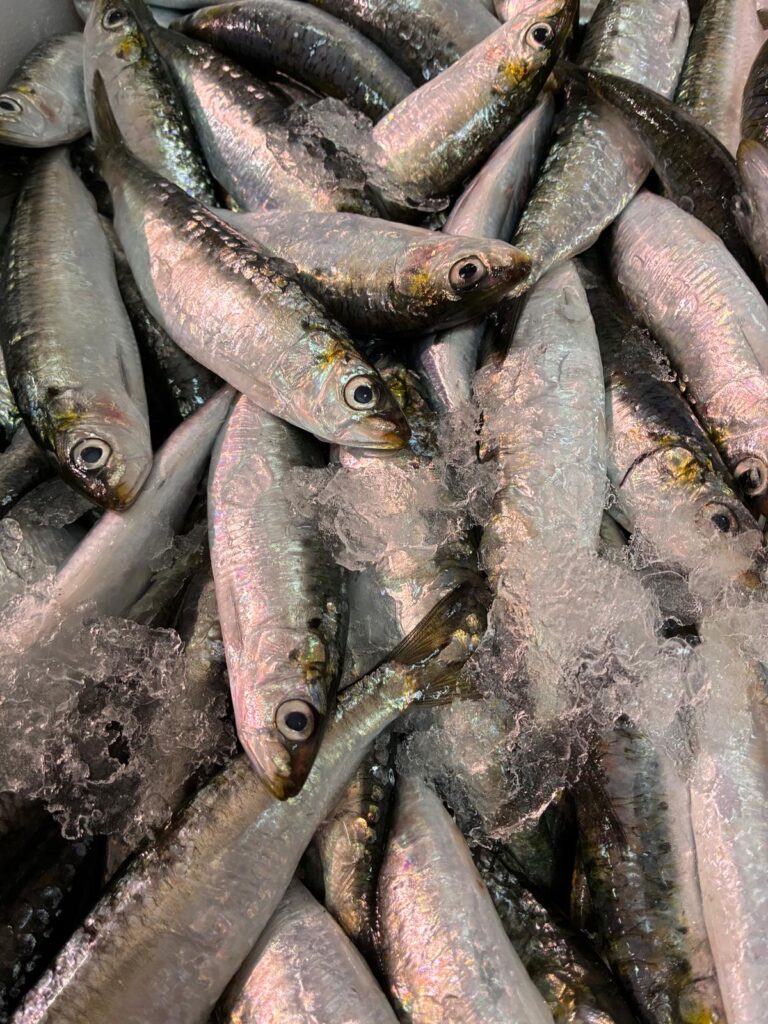 Sardina