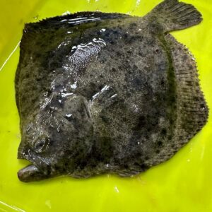 Rodaballo Acuicultura