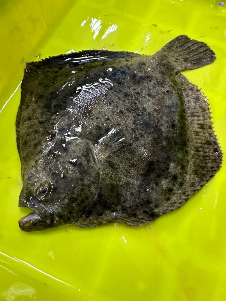 Rodaballo Acuicultura