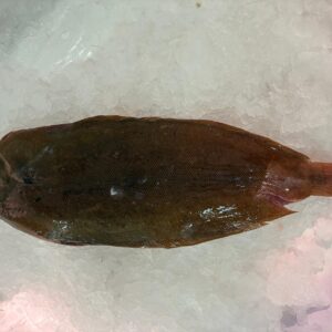 Lenguado Acuicultura