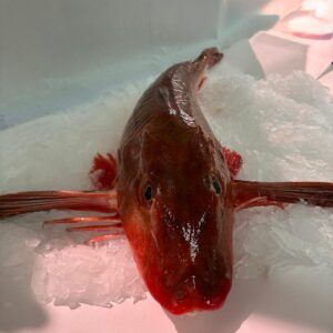 Arraingorri - Perlon