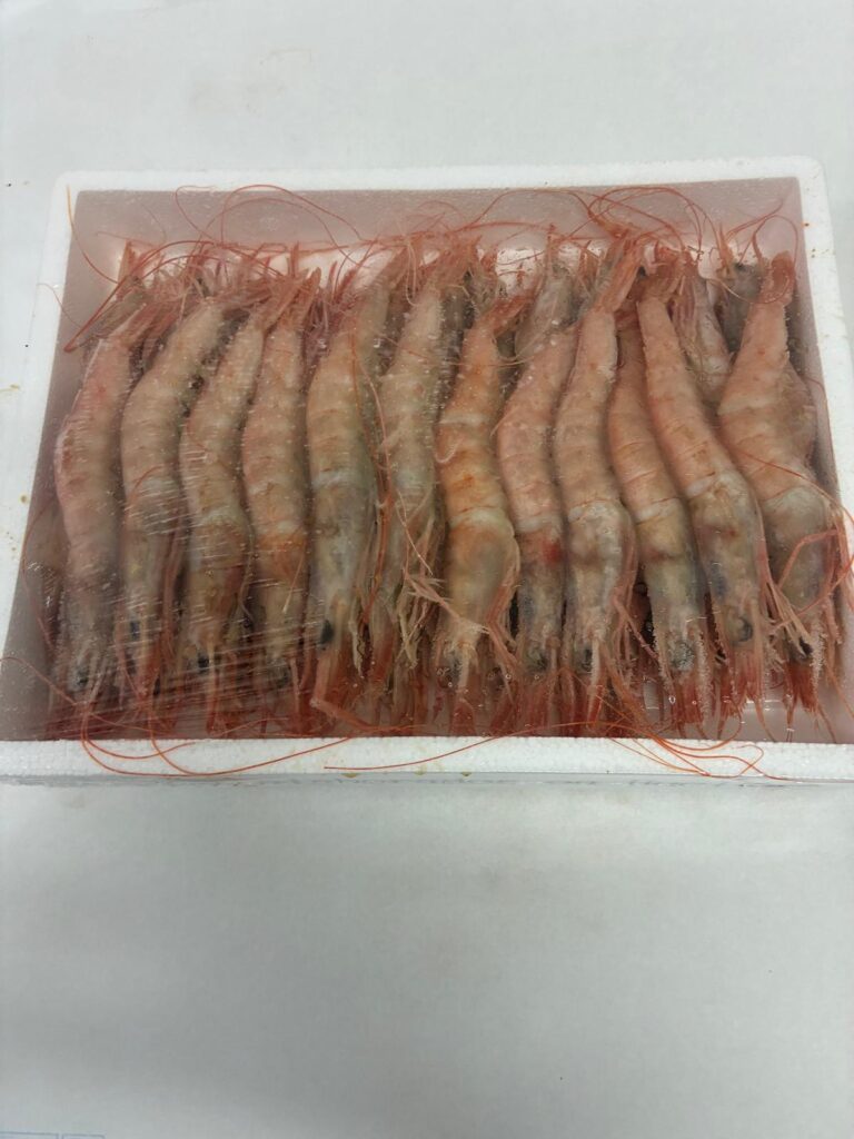 Gamba Blanca de Huelva