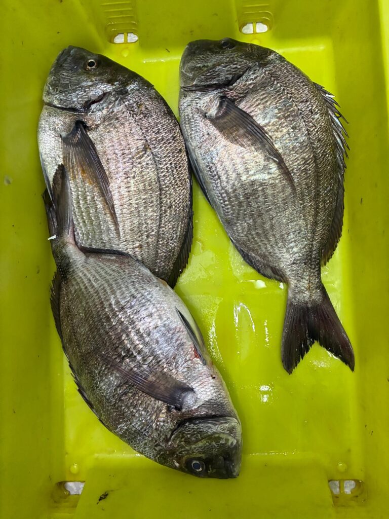 Mojarra